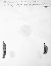 Straminella varia image